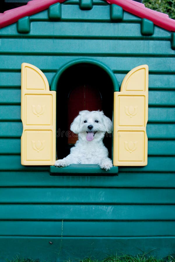 Maltese dog in the hut