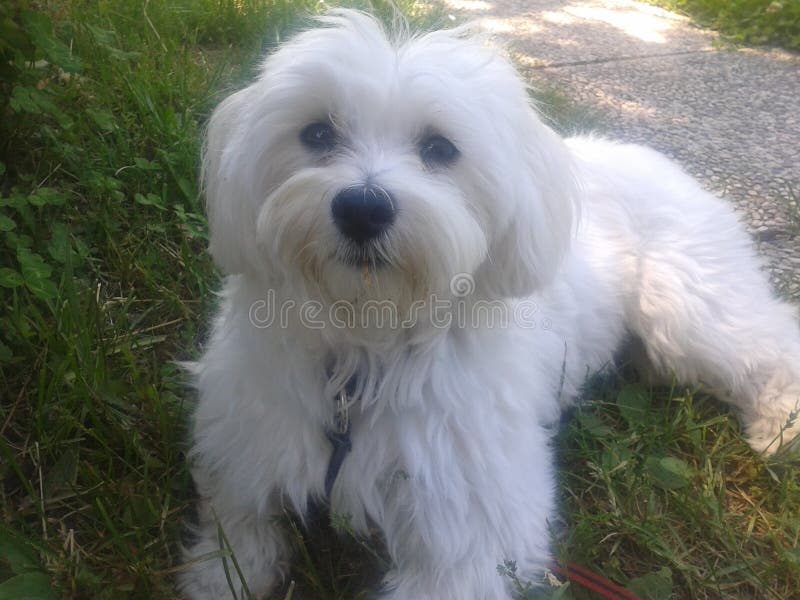 Maltadog Stock Photos Free & RoyaltyFree Stock Photos from Dreamstime