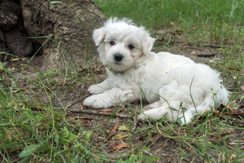 Maltese dog