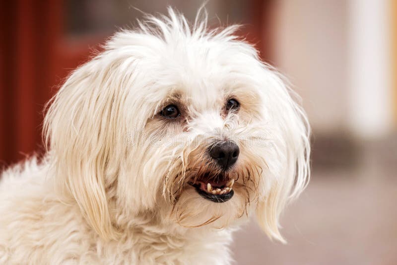 Maltese dog