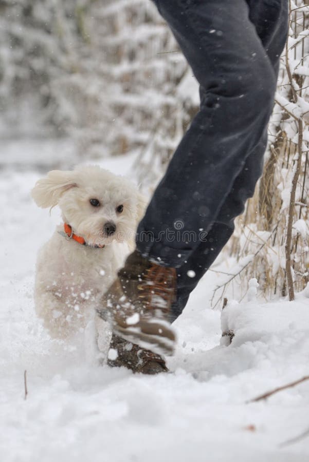 Maltese Dog running in snow on winter park royalty free stock photo Maltese Dog running in snow on winter park royalty free stock photo