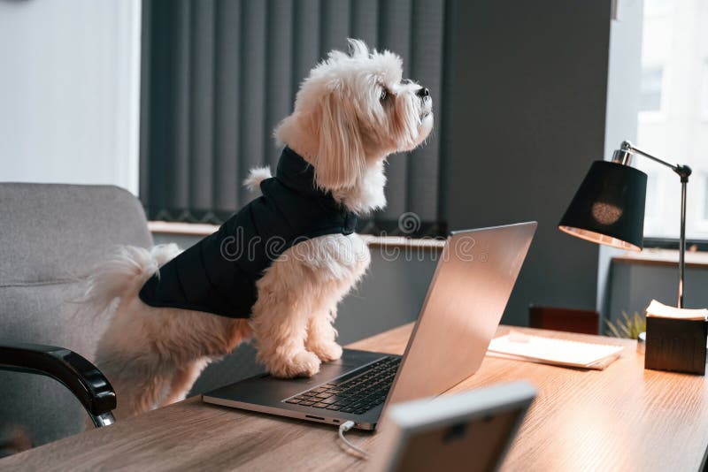 Maltese Dog is Sitting by the Table with Laptop Indoors in the Office