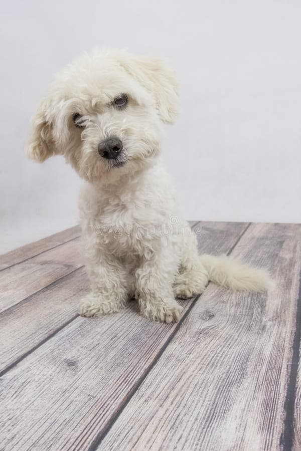 Maltese Dog 8 Years Old Sitting Stock Photo Image Of Domestic