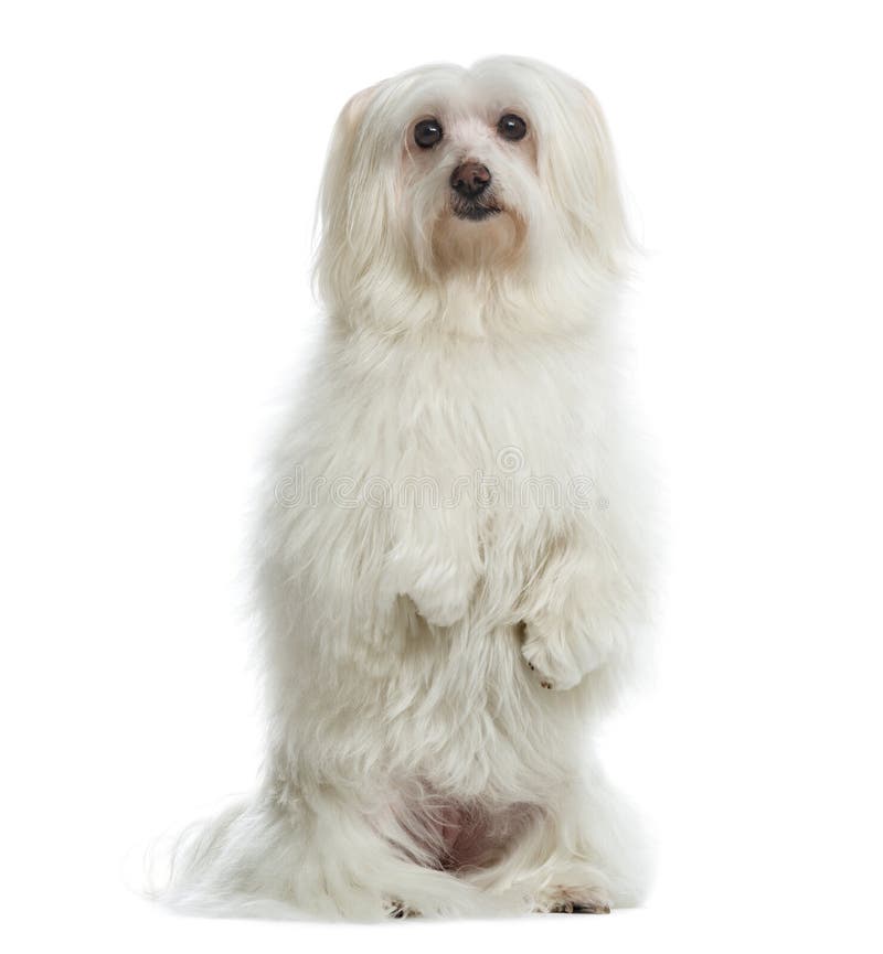 Maltese on Hind Legs, Facing Isolated Stock Photo Image of standing