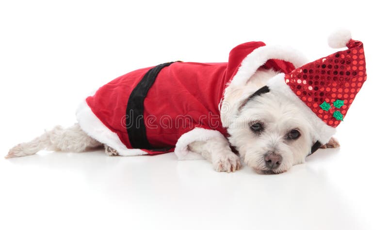 Maltese hond die een santakostuum draagt stock foto's Maltese hond die een santakostuum draagt stock foto's