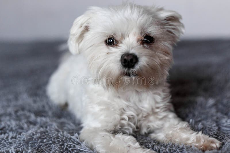 Maltese lapdog op bed stock foto. Image of dier, horizontaal 197881940
