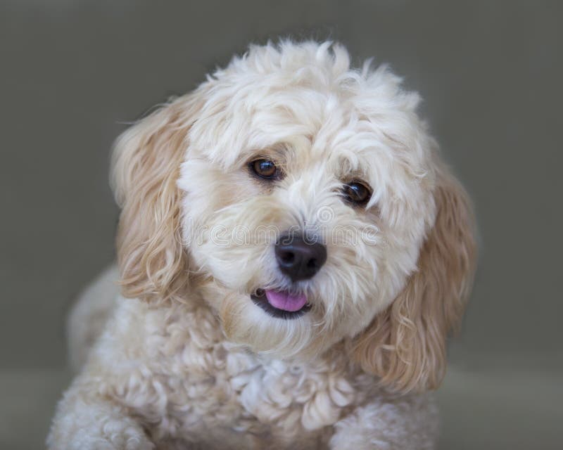 french poodle maltese