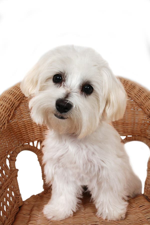 Cățeluș maltez stock images