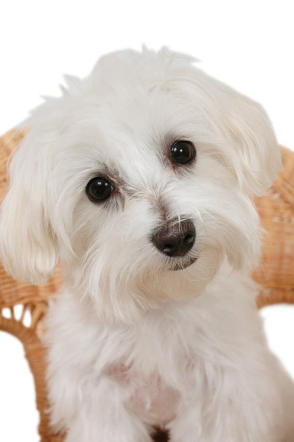 De cerca retrato lindo pequeno una mujer maltés muro el perro.