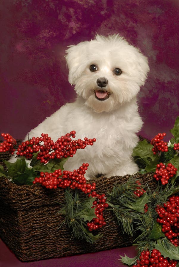 Maltese Puppy in a Christmas Basket Stock Image Image of season