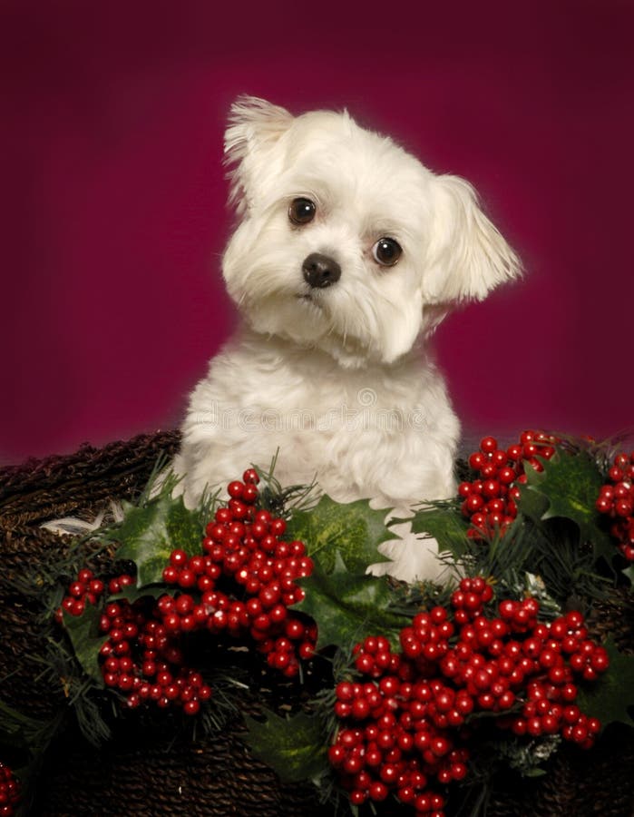 Maltese Puppy in a Christmas Basket Stock Image Image of season