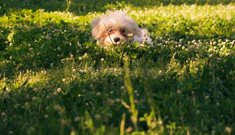 Maltese puppy dog is hiding on grass behind flowers stock photo Maltese puppy dog is hiding on grass behind flowers stock photo