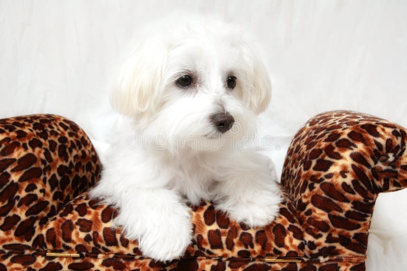 Maltese Puppy Portrait