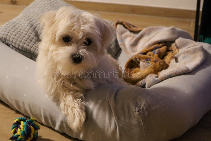 A Maltese Puppy Sitting on Its Bed and Looking Stock Photo Image of