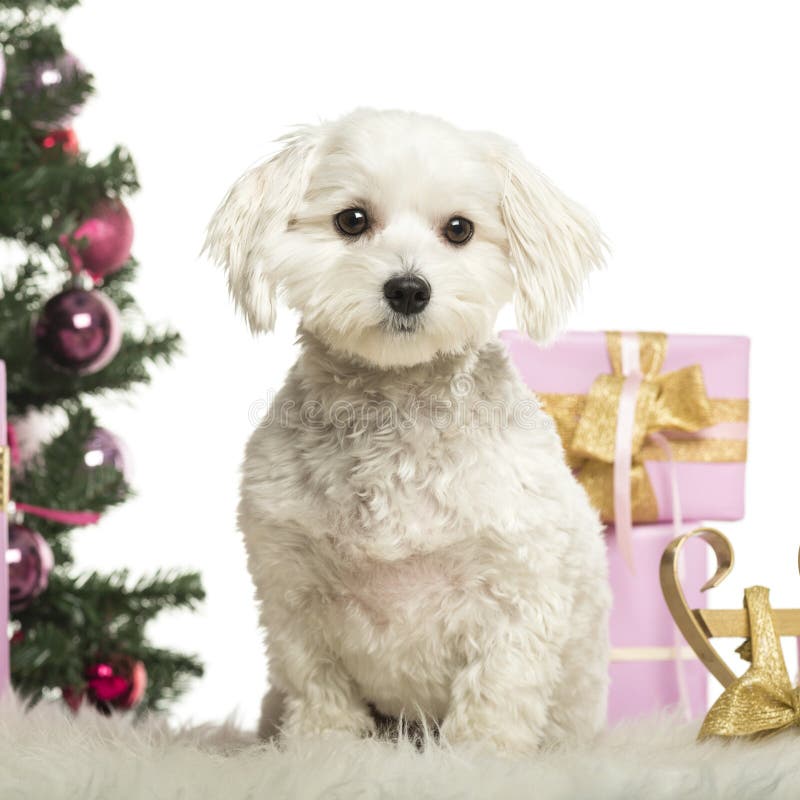 Maltese Sitting in Front of Christmas Decorations Stock Image Image