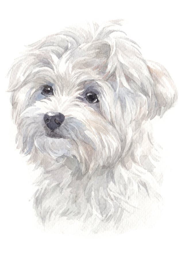 Maltese breed of white dog water colour painting 024