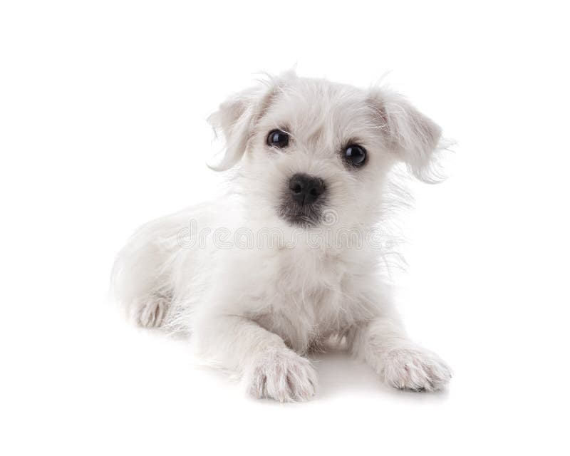 Maltese Westie puppy royalty free stock photography Maltese Westie puppy royalty free stock photography