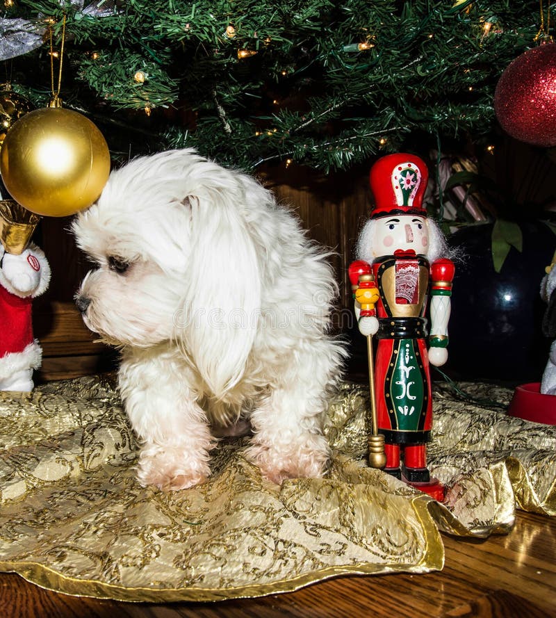 White Maltese Christmas Dog Stock Photo Image of mass, lovable 18043806
