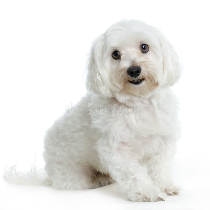 Alter Maltesischer Hund Mit Katarakt, Sitzen, Weg Schauend Stockbild