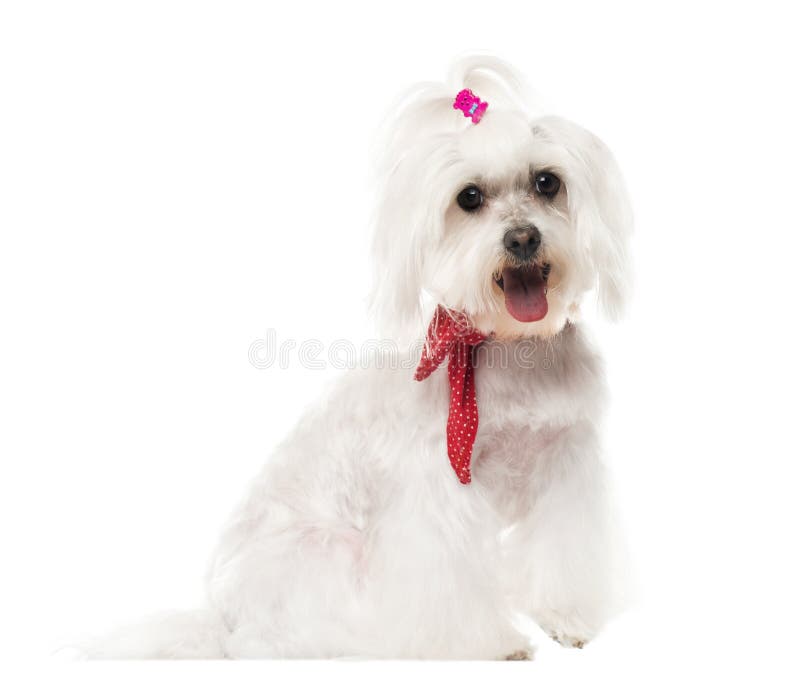 Maltesisches Keuchen, lokalisiert stockbild Maltesisches Keuchen, lokalisiert stockbild