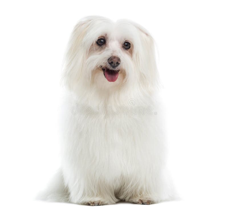 Maltesisches Sitzen, keuchend, lokalisiert lizenzfreies stockfoto Maltesisches Sitzen, keuchend, lokalisiert lizenzfreies stockfoto