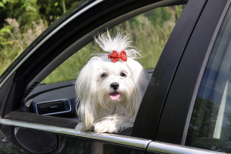 Maltesisk hund i bilen som ut ser fönstret arkivfoton Maltesisk hund i bilen som ut ser fönstret arkivfoton
