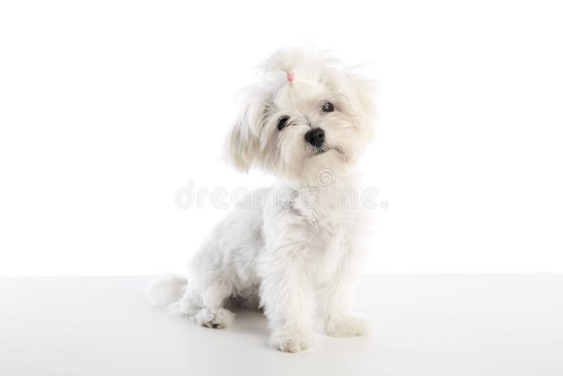 Maltichon puppy also Bichon Maltese doggy on white background. Single mini stock images, royalty-free photos and pictures