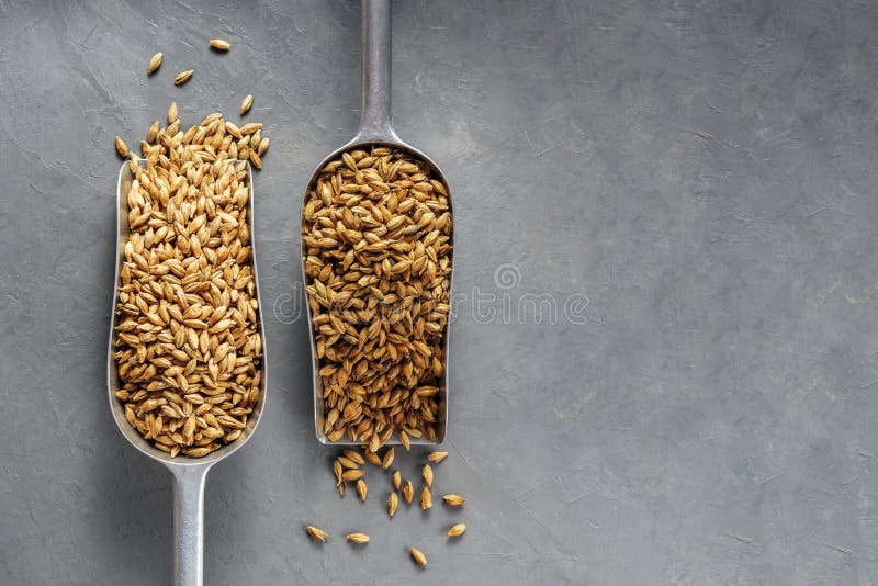 Malt scoops with different roasting on a concrete background. Malt scoops with different roasting on a concrete background.
