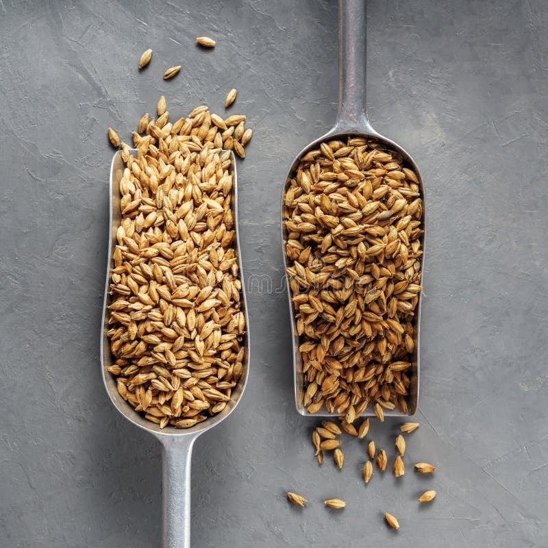 Malt scoops with different roasting on a concrete background. Malt scoops with different roasting on a concrete background.