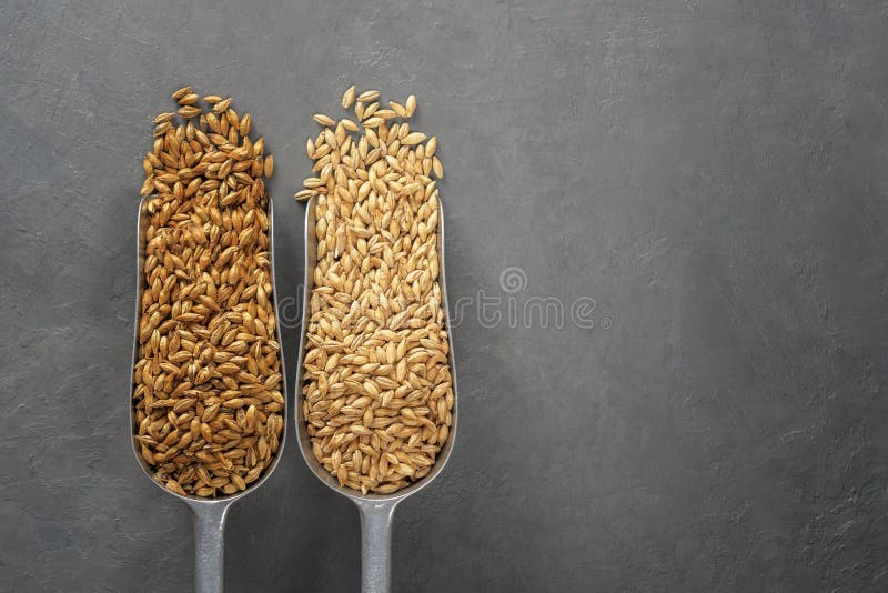 Malt scoops with different roasting on a concrete background. Malt scoops with different roasting on a concrete background.