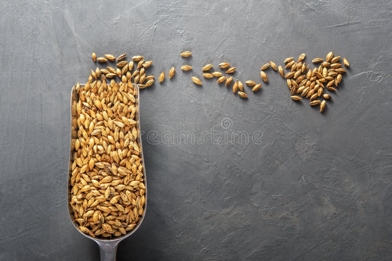 Malt scoops with different roasting on a concrete background. Malt scoops with different roasting on a concrete background.