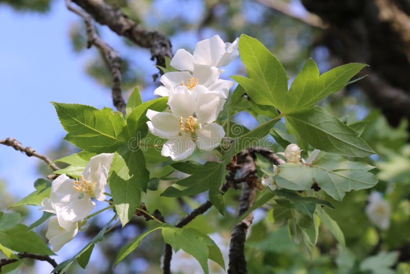 Malus trilobata - Wild plant shot in the spring