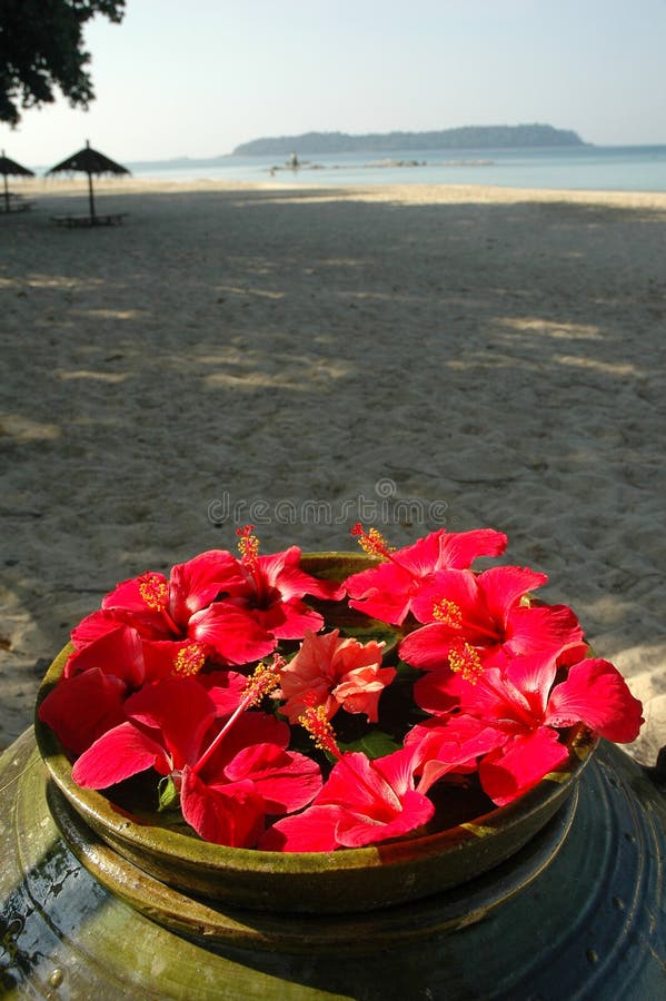 Malvaceae Hibiscus Flowers On A Beach stock photos