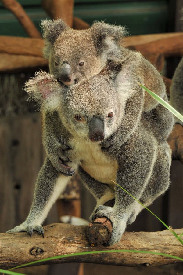 Mama del Koala con joey en ella detrás imágenes de archivo libres de regalías Mama del Koala con joey en ella detrás imágenes de archivo libres de regalías