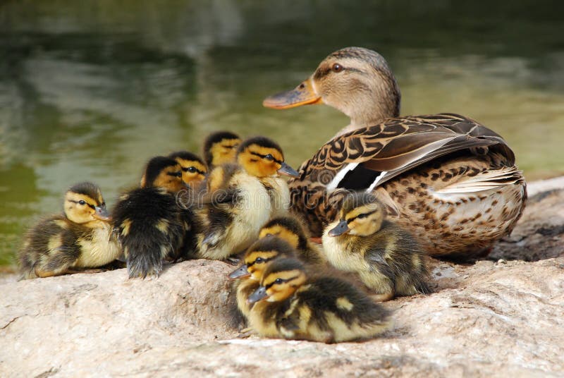 Mama Duck with Ten Baby Ducks royalty free stock photos Mama Duck with Ten Baby Ducks royalty free stock photos