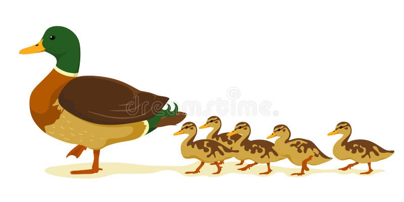 Mama Ente mit Enten im Cartoon-Stil Vector-Isolat auf weißem Hintergrund Wilde Enten vektor abbildung