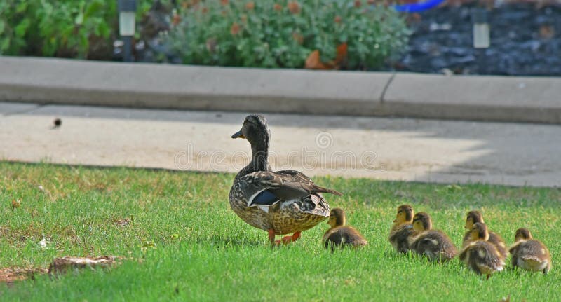 Junge Ente Mit Kresse — Rezepte Suchen