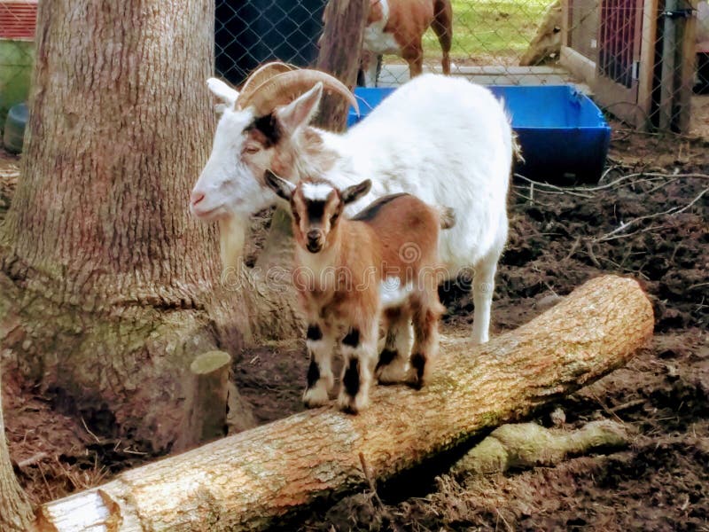 Download Mama goat and baby stock image. Image of mama, grass ...
