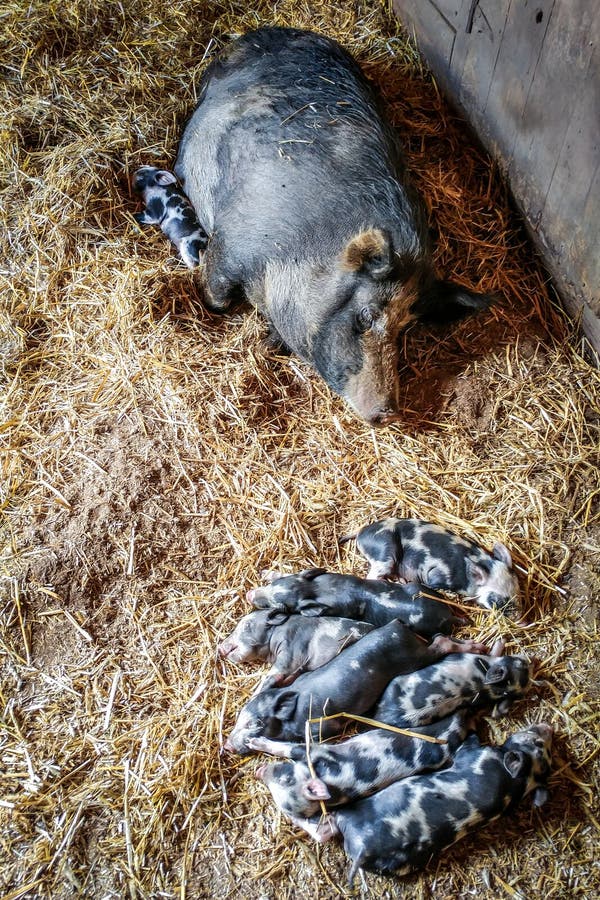 Mama Pig with her Piglets Sleeping