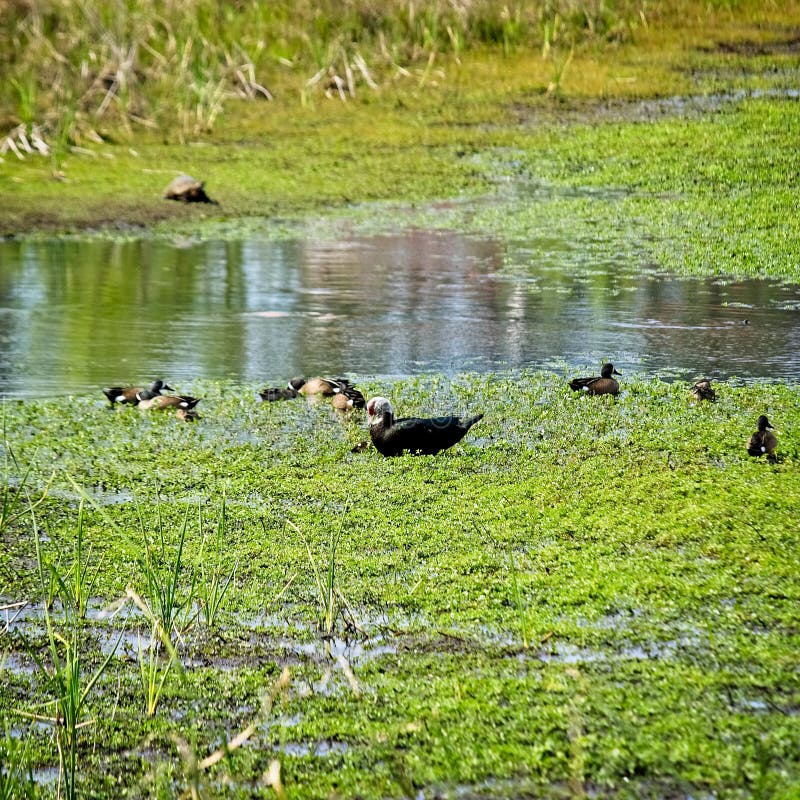 Maman Duck Looking au bébé avec d'autres canards photo libre de droits Maman Duck Looking au bébé avec d'autres canards photo libre de droits