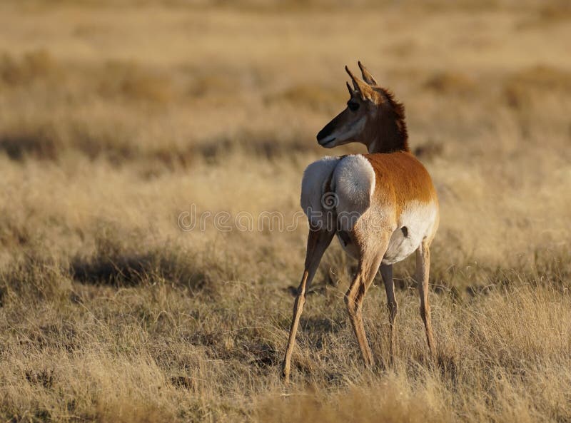 Maman To Be de Pronghorn photographie stock Maman To Be de Pronghorn photographie stock