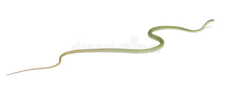 Mamba verde ocidental - viridis do Dendroaspis, venenosos fotos de stock Mamba verde ocidental - viridis do Dendroaspis, venenosos fotos de stock