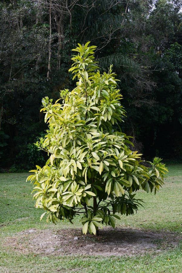 Suspiro un árbol afuera.