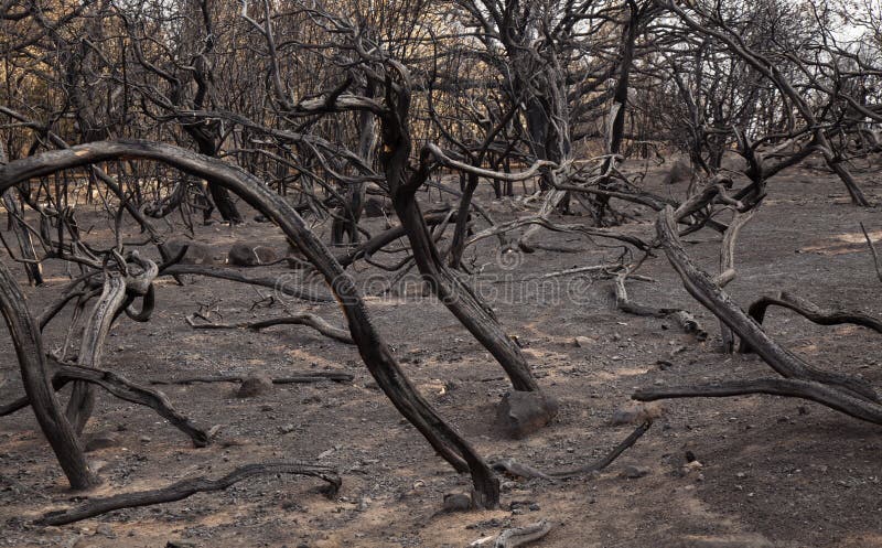 Mamie Canaria après incendie de forêt photos stock Mamie Canaria après incendie de forêt photos stock