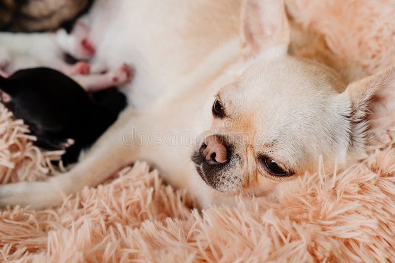 Cucciolo Neonato Della Chihuahua Del Cane Fotografia Stock Immagine Di Addormentato Adorable
