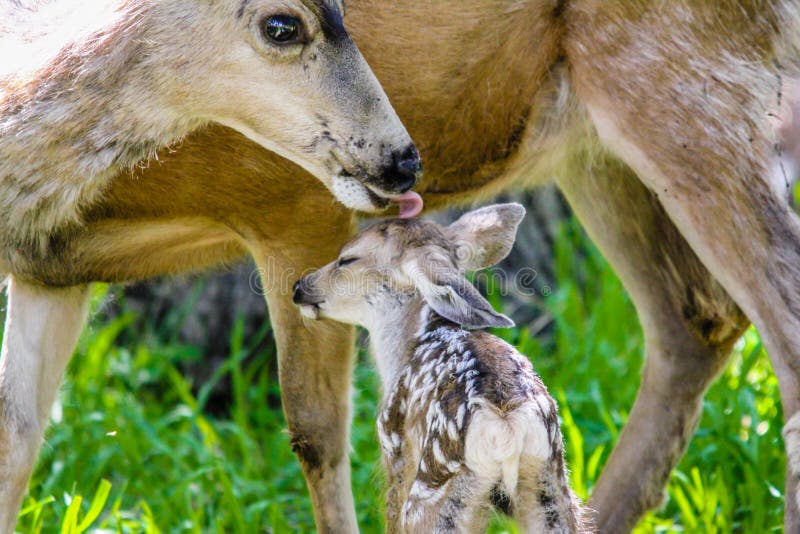 Mule deer mom takes time out to wash her new born fawn before the predators catch wind of her. Mule deer mom takes time out to wash her new born fawn before the predators catch wind of her