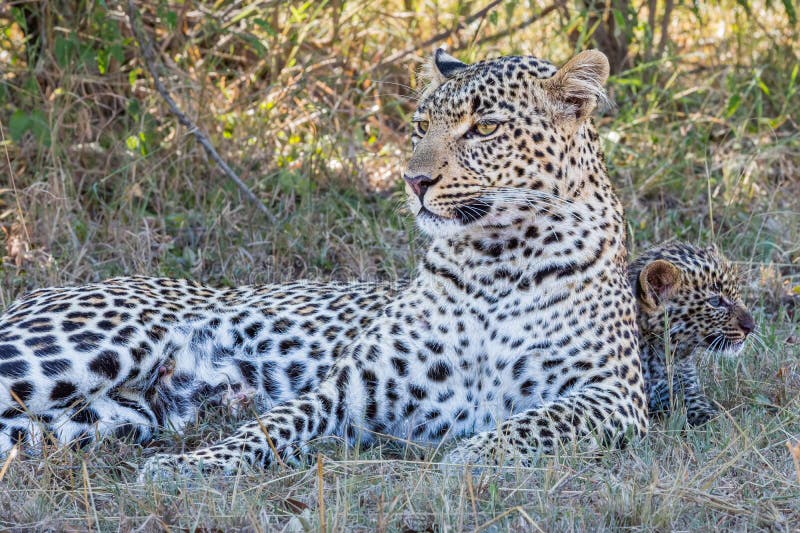 Mamma del leopardo con il cucciolo del leopardo fotografia stock Mamma del leopardo con il cucciolo del leopardo fotografia stock