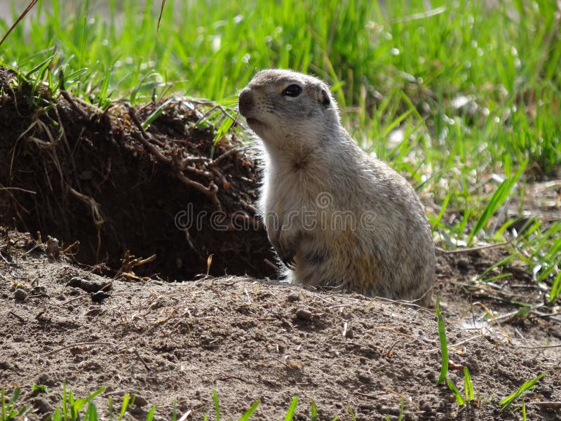Mammal, Fauna, Ecosystem, Prairie Dog Picture. Image 117884475