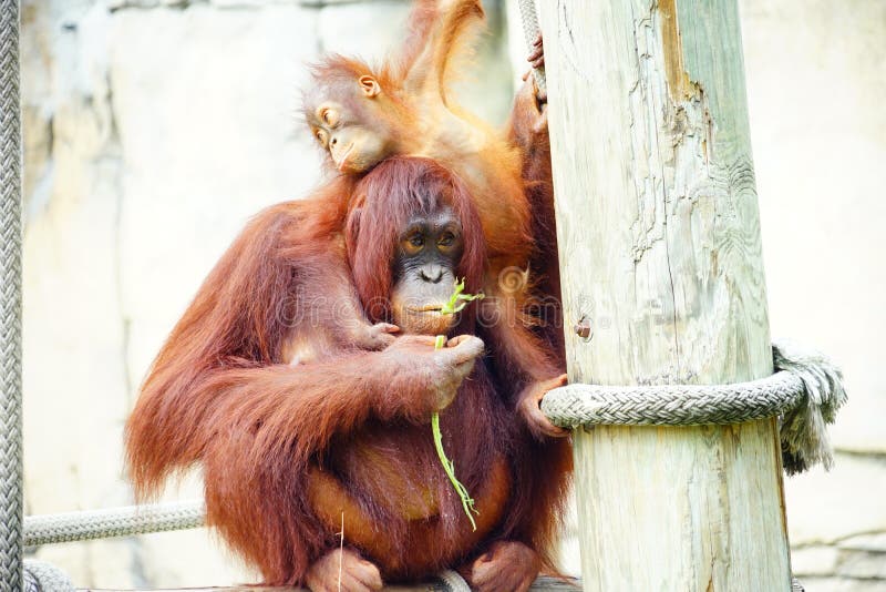 Download Mammal Orangutan Primate Ape Stock Image - Image of environment, humorous: 101483679