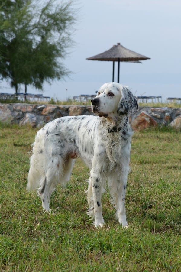 English Setter Umbrella English Setter Umbrella